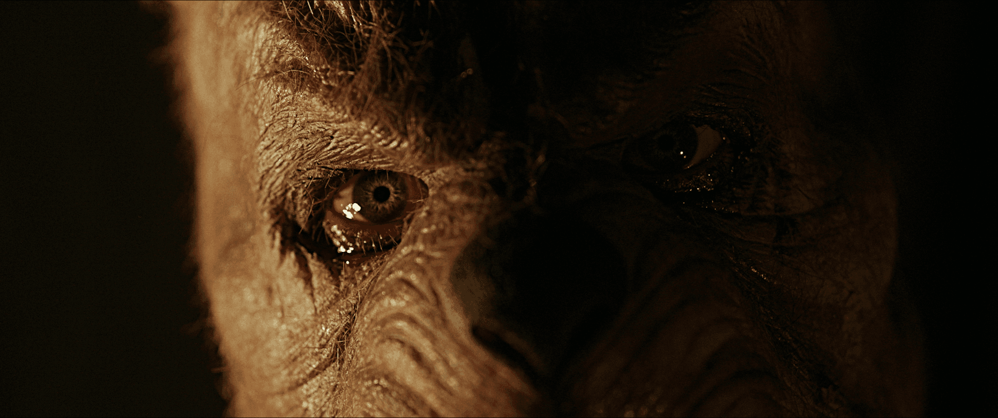 «Винни-Пух: Кровь и мед 2», или Почему Би-муви снова в тренде